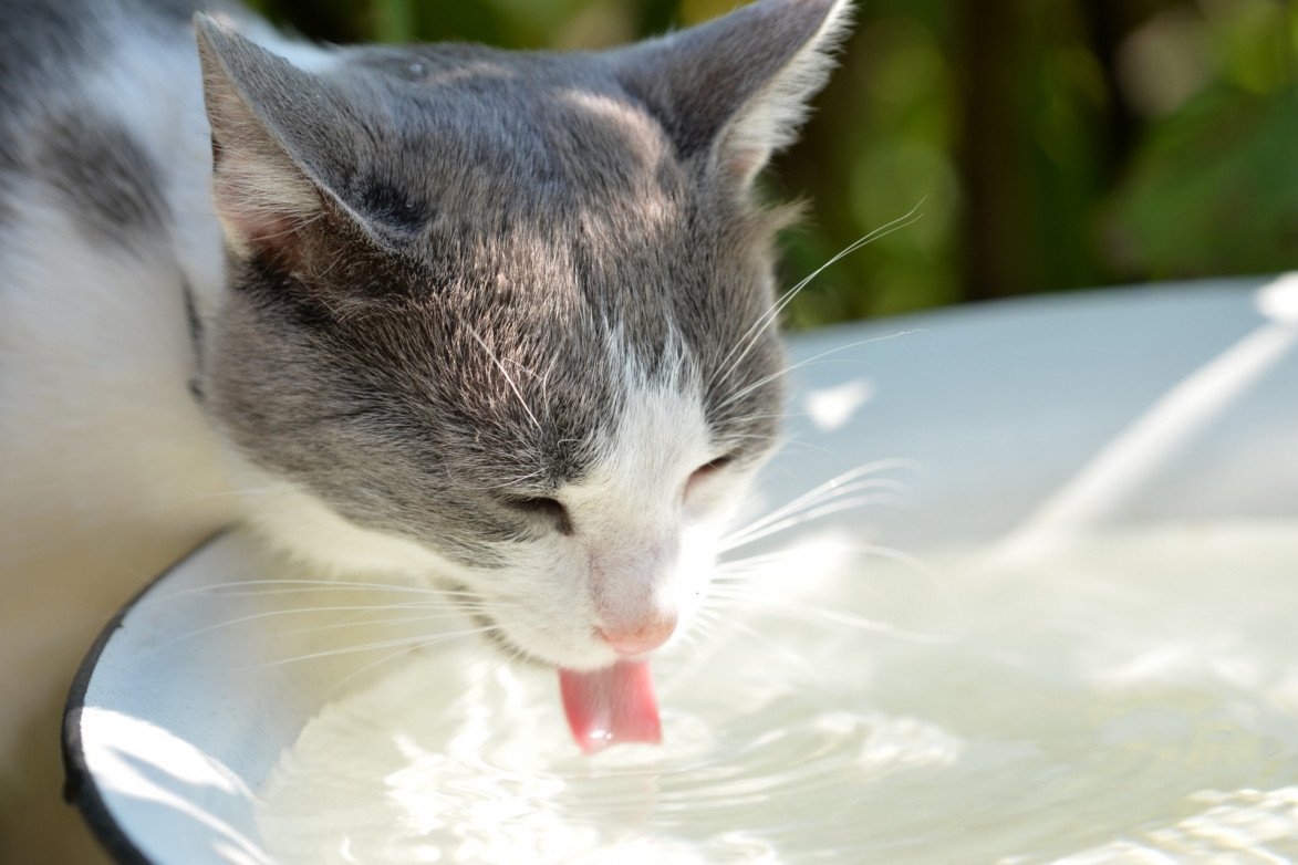 Mijn kat drinkt opvallend veel hoe komt dit? Dierenartsen en klinieken