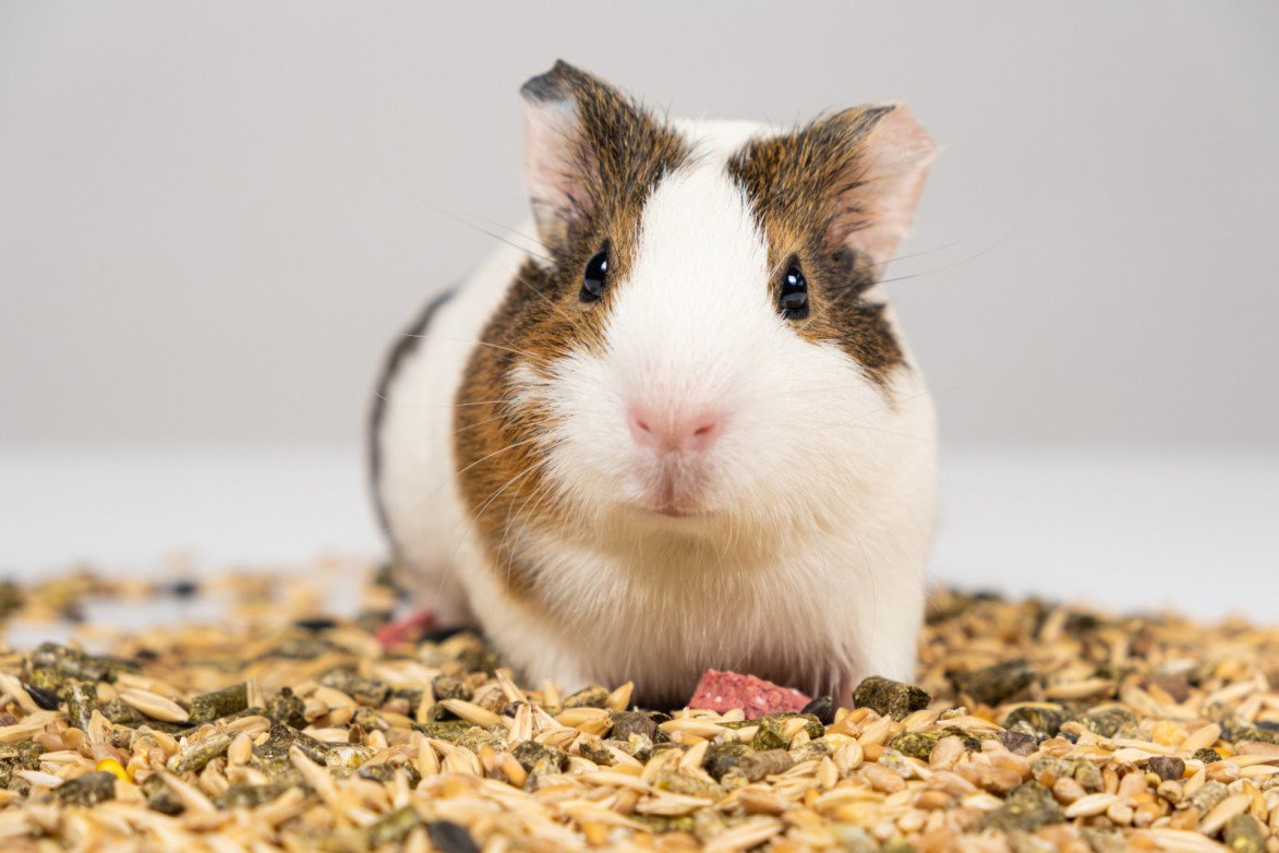Hoe oud wordt een cavia? Dierenartsen en klinieken