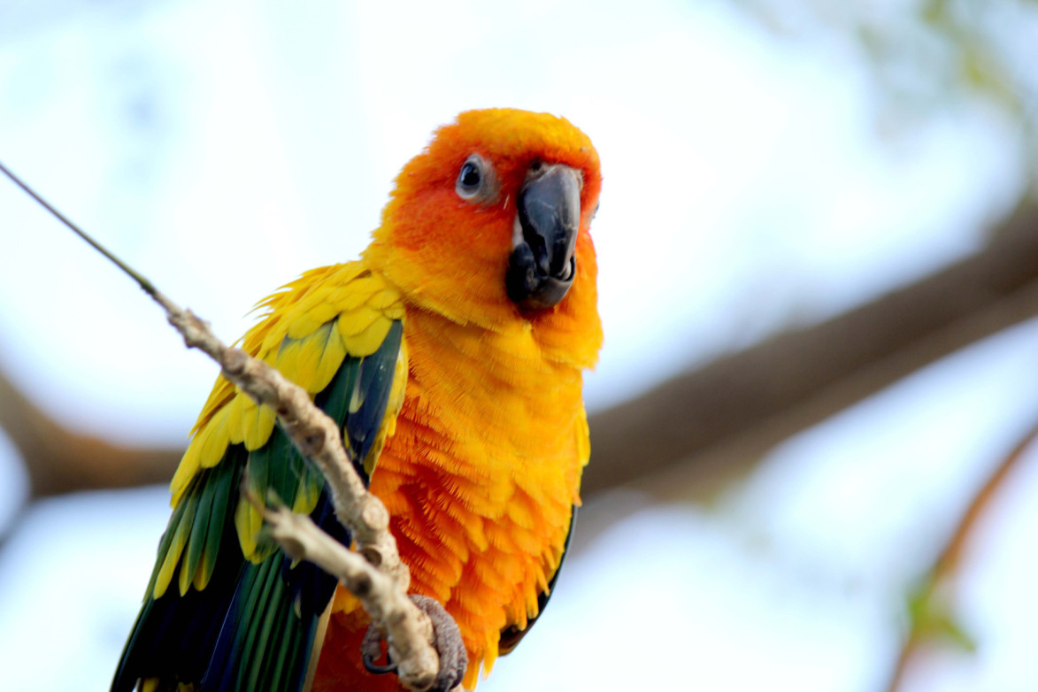 Hoe oud wordt een papegaai? - Dierenartsen en klinieken