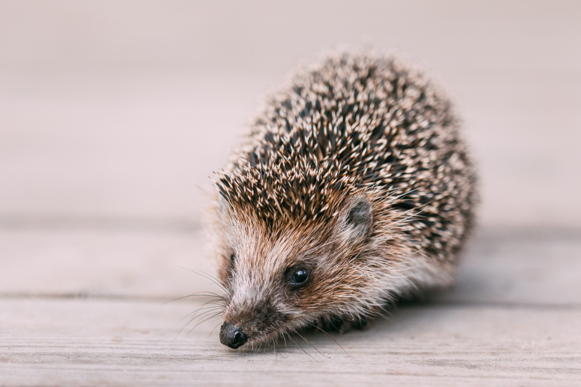Wat Voor Geluid Maakt Een Egel