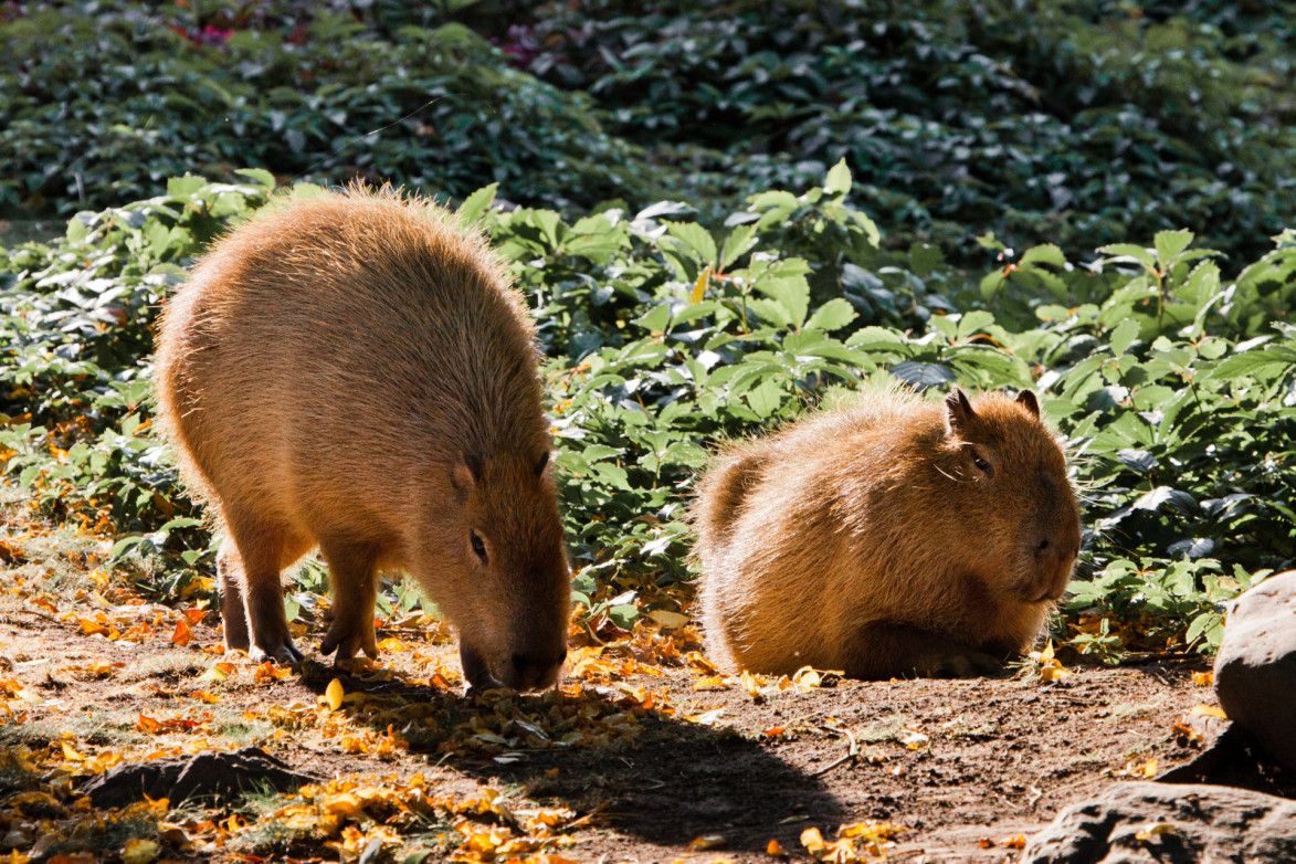 Mag je een capibara als huisdier in België? - Dierenartsen en klinieken