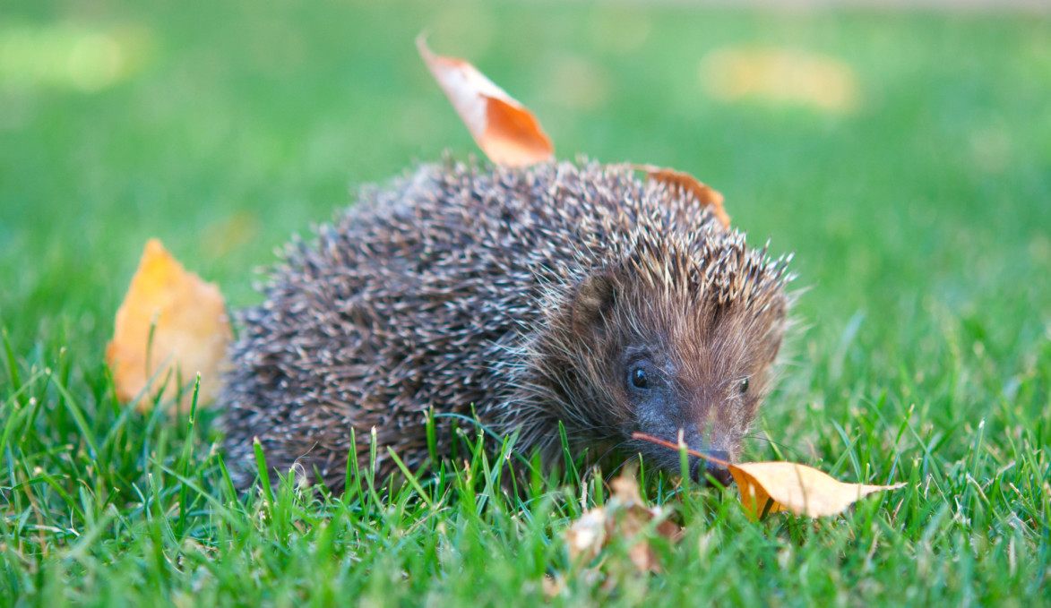 Hoe weet je of je een egel in de tuin hebt? - Dierenartsen en klinieken