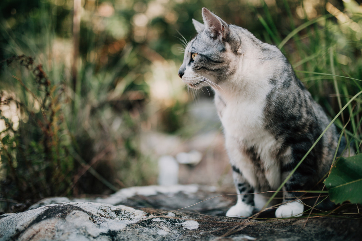 wat-kost-een-kat-chippen-dierenartsen-en-klinieken